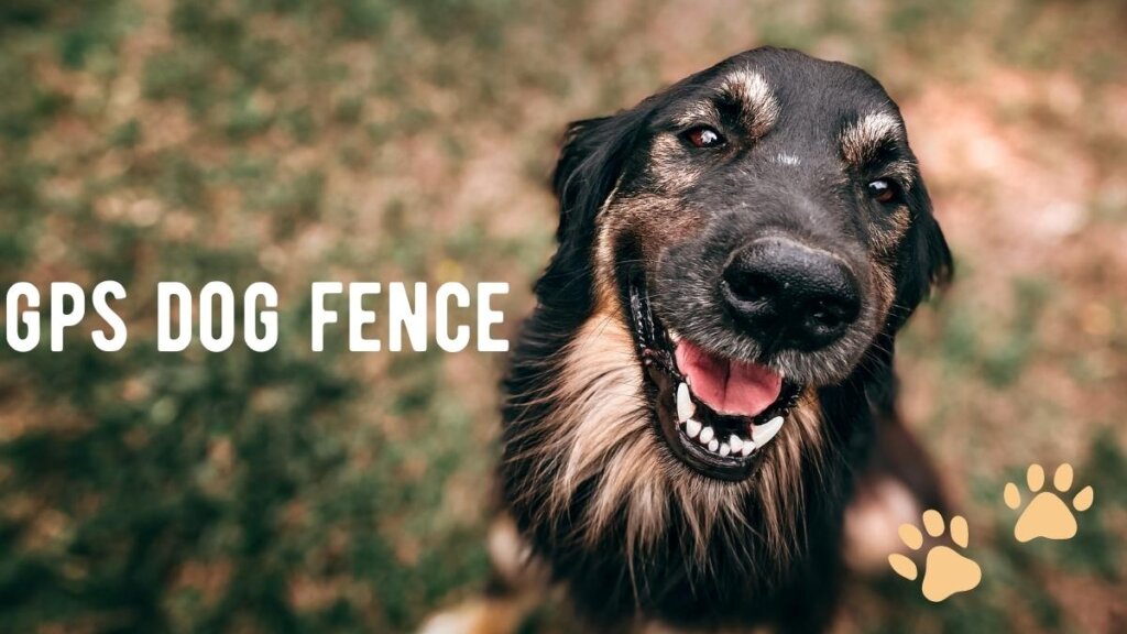 gps dog fence